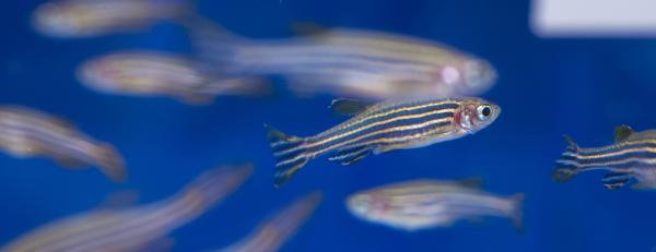 Zebrafish swimming in their tank